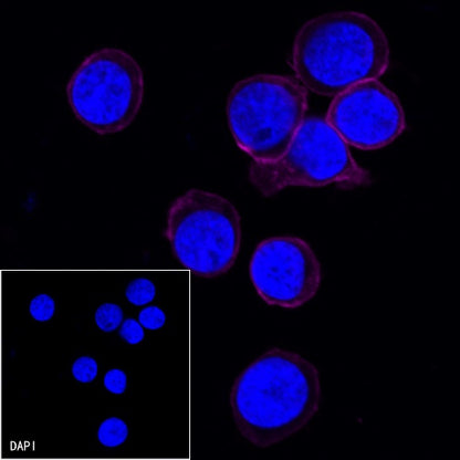 CD45 Recombinant Rabbit mAb (Alexa Fluor® 647 Conjugate) (S-R035)