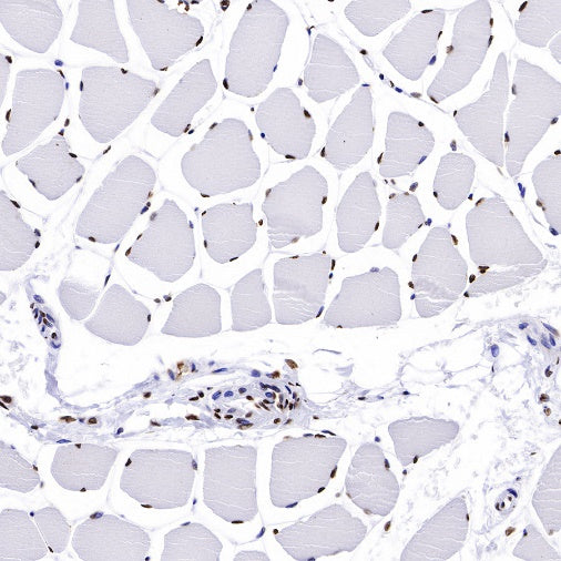 Histone H2B Recombinant Rabbit mAb (S-R214)