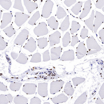 Histone H2B Recombinant Rabbit mAb (S-R214)