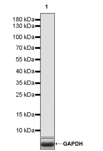 Invivo rat IgG2a isotype control, anti-trinitrophenol