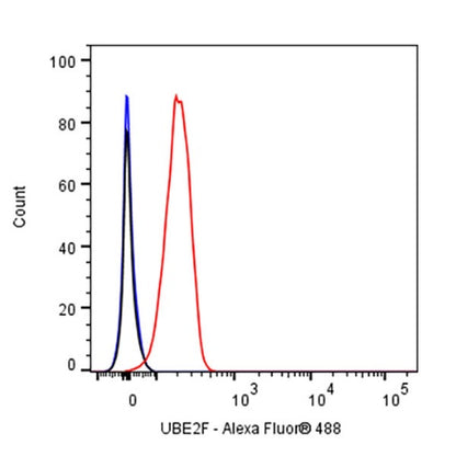 UBE2F Recombinant Rabbit mAb (S-2672-26)
