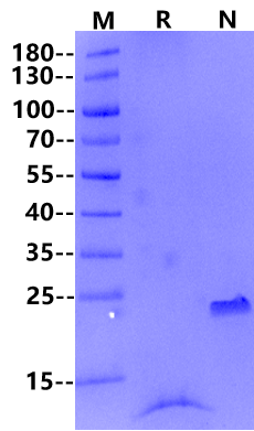 GDF-15/MIC-1 Protein, Mouse