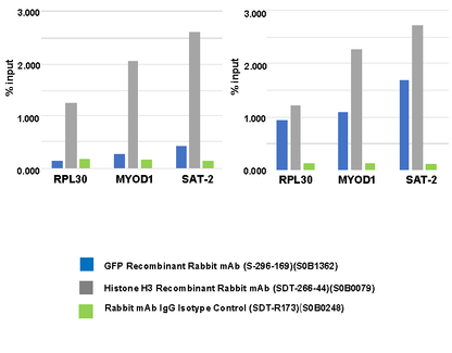 GFP Recombinant Rabbit mAb (S-296-169)