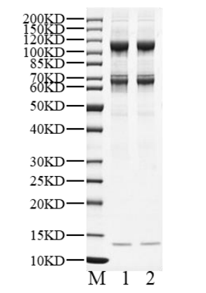 DCAF15/DDB1 His&StrepII Tag Protein, Human