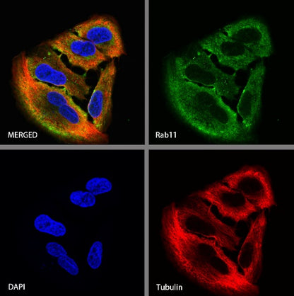 Rab11 Recombinant Rabbit mAb (S-1601-68)