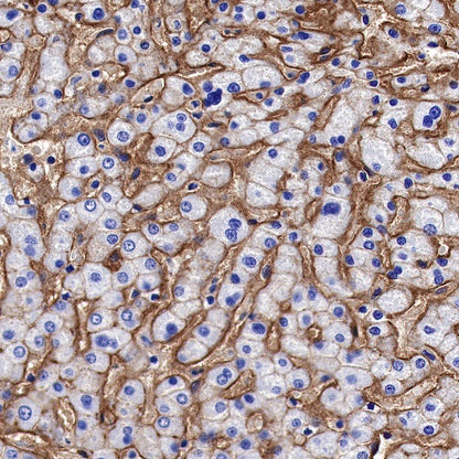 Integrin alpha 5 Recombinant Rabbit mAb (S-381-37)
