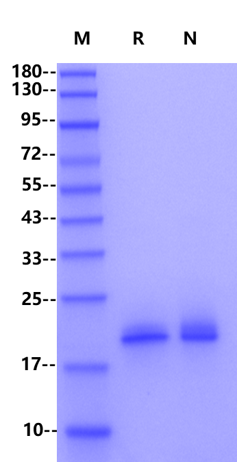 Trypsin, Mass Spectrometry Grade