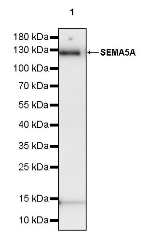 SEMA5A Recombinant Rabbit mAb (S-2560-24)