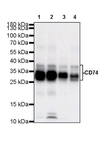 CD74 Recombinant Rabbit mAb (S-4524-58)