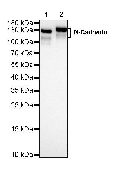 N-Cadherin Recombinant Rabbit mAb (SDT-329-12)