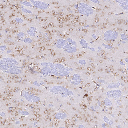 FMRP Recombinant Rabbit mAb (S-1671-1)