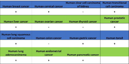 OPA1 Recombinant Rabbit mAb (S-2189-65)