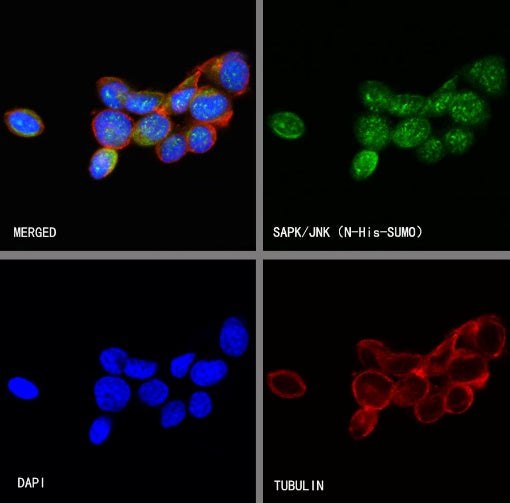 SAPK/JNK Rabbit Polyclonal Antibody