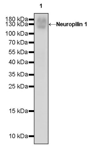Neuropilin 1 Recombinant Rabbit mAb (S-1453-6)