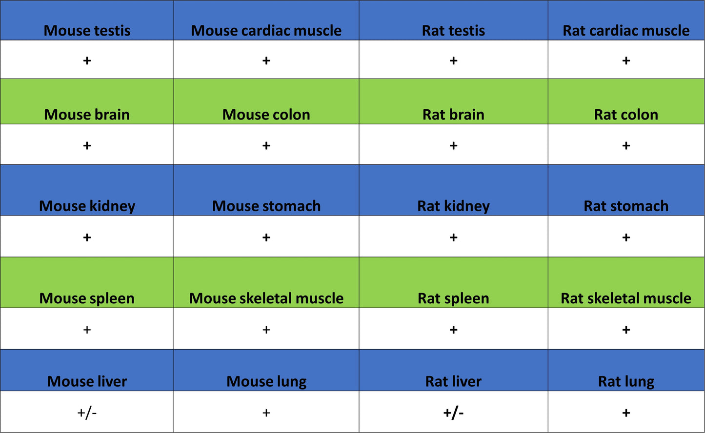Aldolase A Recombinant Rabbit mAb (S-4007-23)