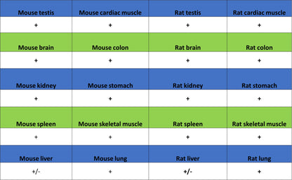 Aldolase A Recombinant Rabbit mAb (S-4007-23)