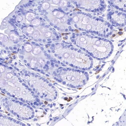 Rabbit Anti-Mouse CD137 Antibody (S-547-3)
