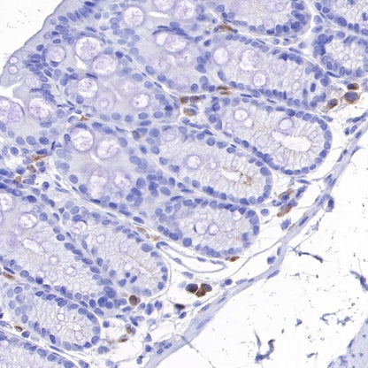 Rabbit Anti-Mouse CD137 Antibody (S-547-3)