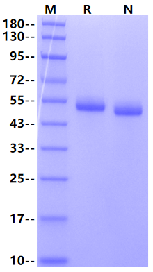 4-1BB Ligand/TNFSF9 Fc Chimera Protein, Human