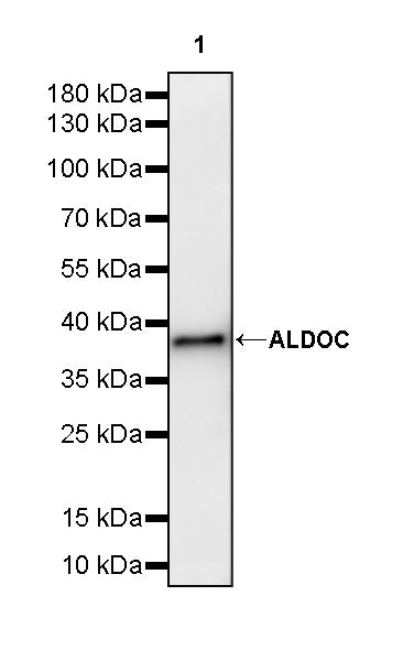 ALDOC Rabbit Polyclonal Antibody