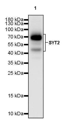 SYT2 Rabbit Polyclonal Antibody