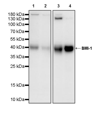 Bmi1 Recombinant Rabbit mAb (S-3313-71)