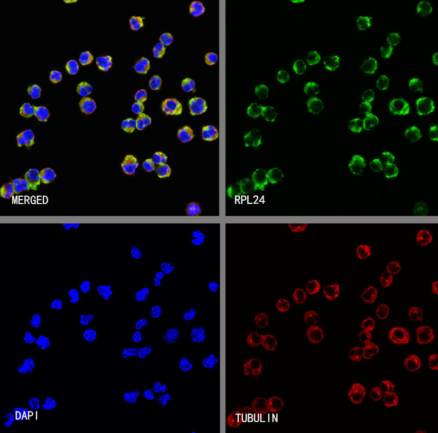 RPL24 Rabbit Polyclonal Antibody