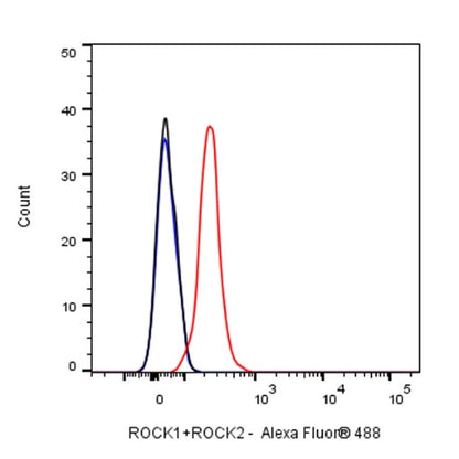 ROCK1+ROCK2 Recombinant Rabbit mAb (S-1305-26)