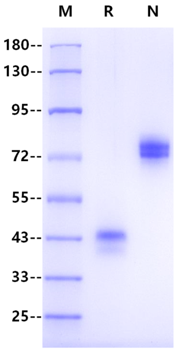 BCMA/TNFRSF17 Fc Chimera Protein, Human