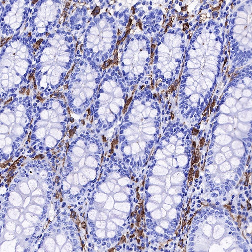CD14 Mouse mAb (SDT-631-7)
