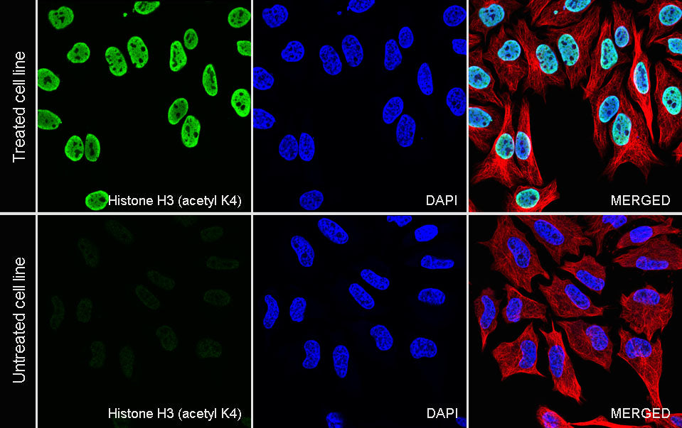Histone H3 (acetyl K4) Recombinant Rabbit mAb (S-4365)