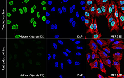 Histone H3 (acetyl K4) Recombinant Rabbit mAb (S-4365)