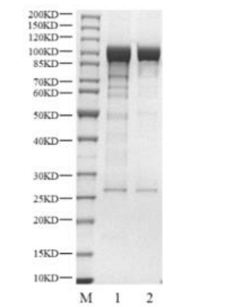 PKCγ GST Tag Protein, Human
