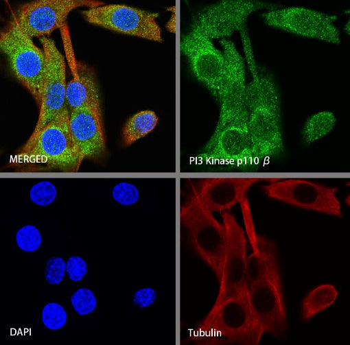PI3 Kinase p110β Recombinant Rabbit mAb (S-1193-109)