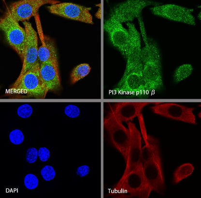PI3 Kinase p110β Recombinant Rabbit mAb (S-1193-109)