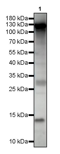 Sulfotyrosine Recombinant mAb (S-5309)