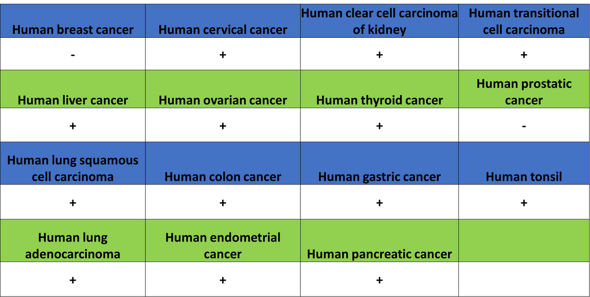 Histone H4 (Lactyl K5) Recombinant Rabbit mAb (S-3220-73)