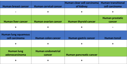 Histone H4 (Lactyl K5) Recombinant Rabbit mAb (S-3220-73)