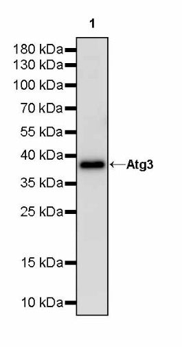 Atg3 Recombinant Rabbit mAb (S-2168-20)