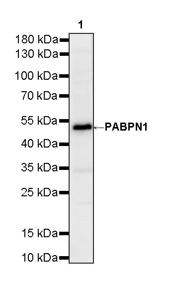 PABPN1 Rabbit Polyclonal Antibody