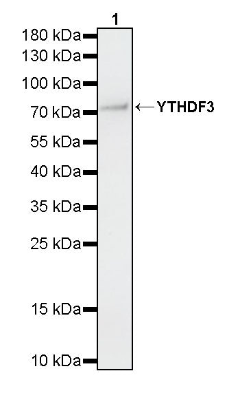 YTHDF3 Recombinant Rabbit mAb