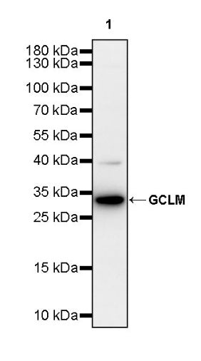 GCLM Recombinant Rabbit mAb (S-2209-19)