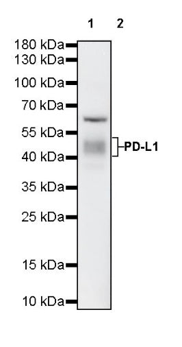 S-RMab® PD-L1 Recombinant Rabbit mAb (SDT-119-297)