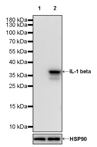 IL-1 beta Recombinant Rabbit mAb (S-3173)