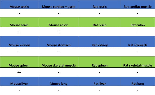 CD42a Recombinant Rabbit mAb (S-2705-46)
