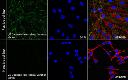 VE-Cadherin Recombinant Rabbit mAb (S-3312-5)