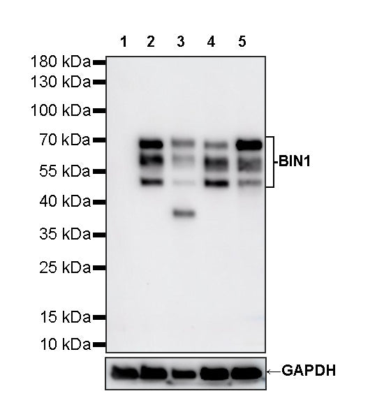 BIN1 Recombinant Rabbit mAb (S-4287-18)