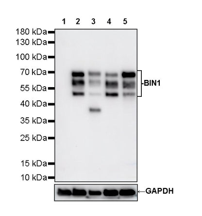BIN1 Recombinant Rabbit mAb (S-4287-18)