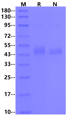 NS1 His Tag protein, Dengue virus 2