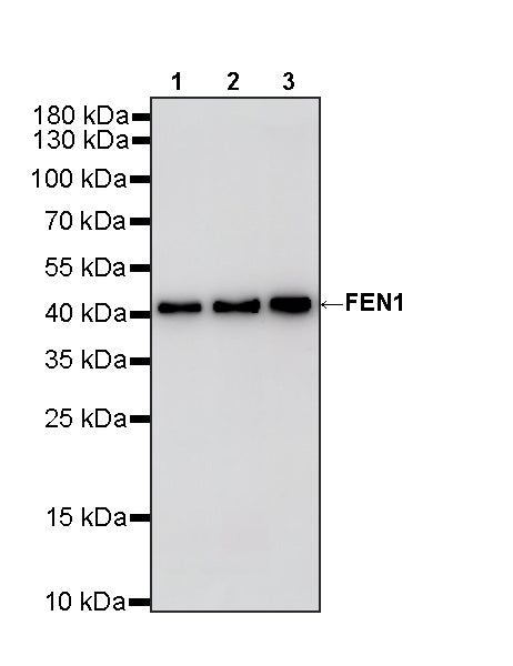 FEN1 Rabbit Polyclonal Antibody
